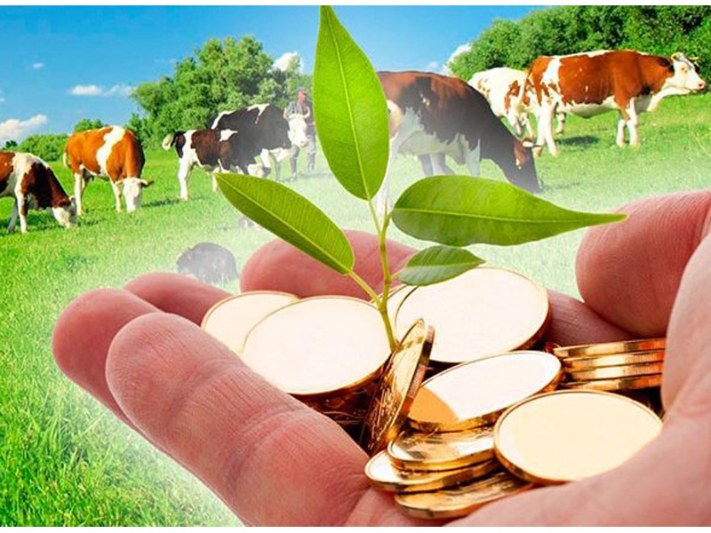Департамент агропромышленного комплекса Курганской области информирует о проведении конкурсного отбора заявителей для предоставления грантов в форме субсидий на создание и развитие крестьянских (фермерских) хозяйств