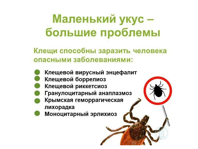 Маленький укус - большие проблемы. Клещи способны заразить человека опасными заболеваниями.