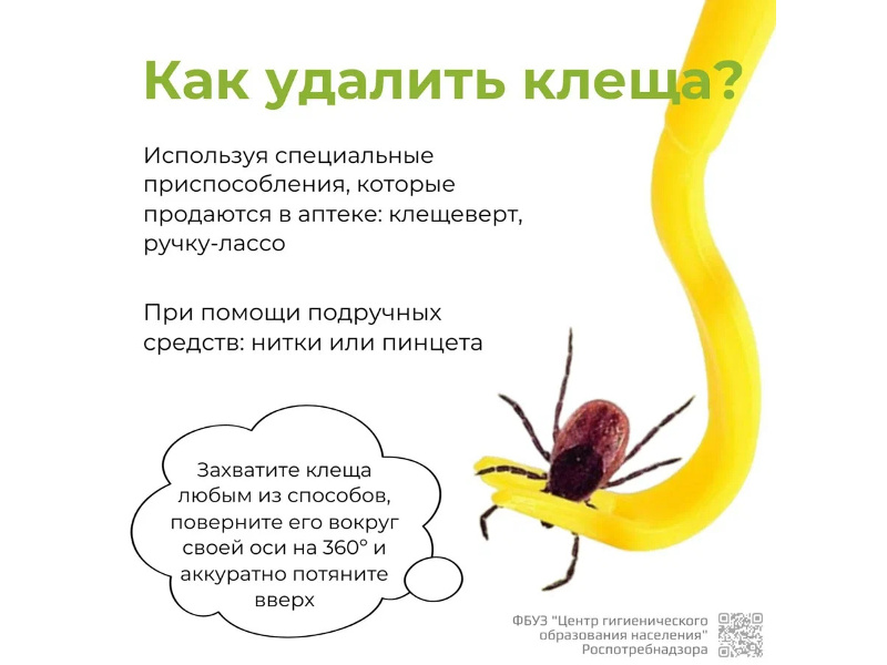 Как удалить клеща?.