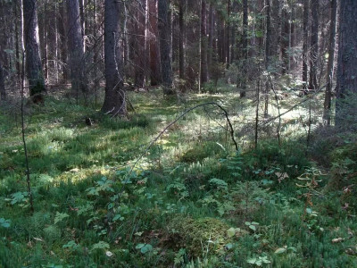 Ирюмские ельники.