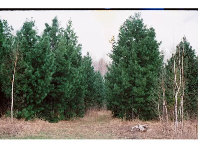 Насаждения сосны кедровой.