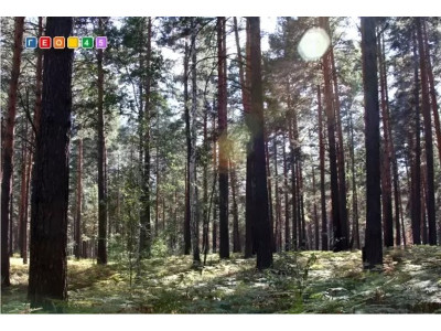 Бор-брусничник.