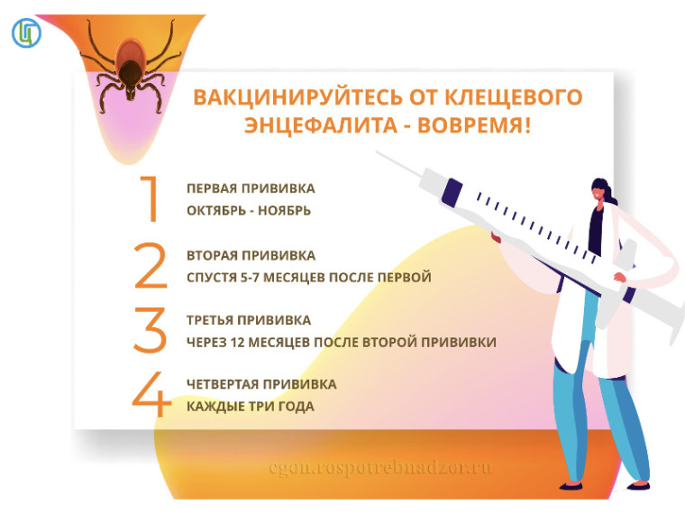 Вакцинируйтесь от клещевого энцефалита - вовремя!. Вакцинируйтесь от клещевого энцефалита - вовремя!.