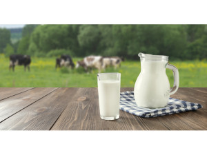 РСХБ: российские аграрии предпочитают производство молока и зерновых.