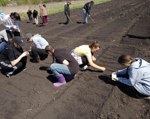 На пришкольном участке Ильинской школы продолжается активная работа. Посажены картофель, посеяна морковь и свекла.