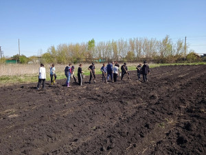 На пришкольном участке Ильинской школы продолжается активная работа. Посажены картофель, посеяна морковь и свекла.
